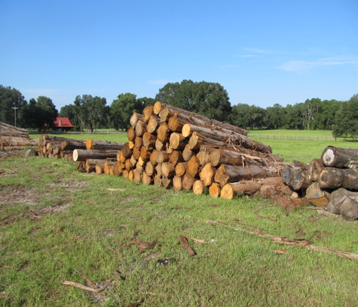 Raw Cypress Trees For Processing