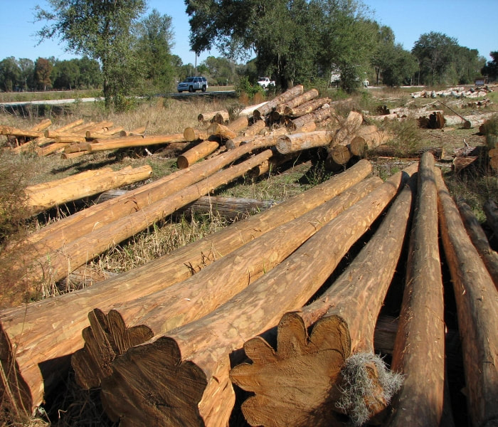 Hand Peeled Cypress Trees