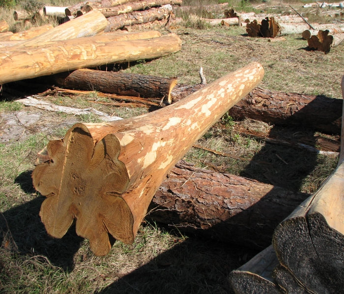 Swell Bottom
Cypress Tree